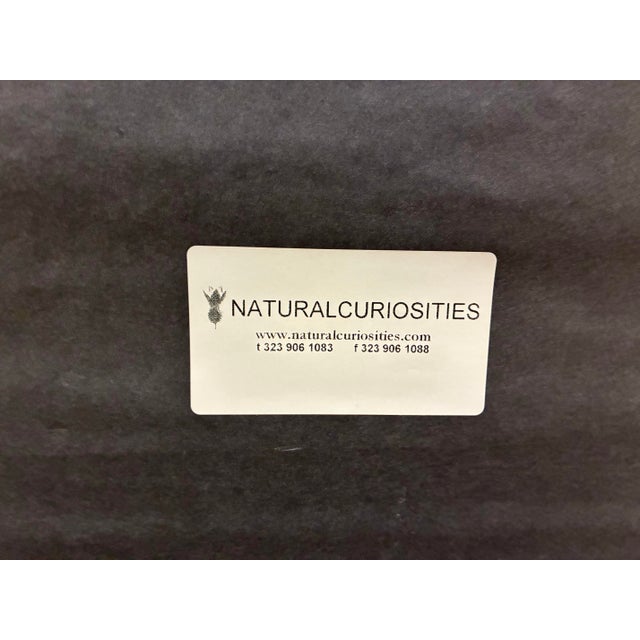 Wood Natural Curiosities “Tubularia Ramea” Large Coral Tree Natural History Print, For Sale - Image 7 of 7