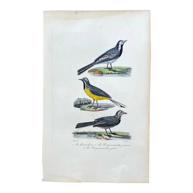 French Antique 18th Century "La Lavandiere" Bird Engraving Hand Colored Signed Artwork For Sale