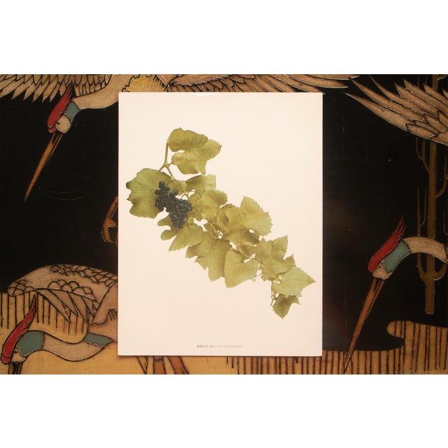 1900s U. P. Hedrick, Original Antique Photogravure of Vitis Aestivalis Grapes For Sale In Dallas - Image 6 of 7