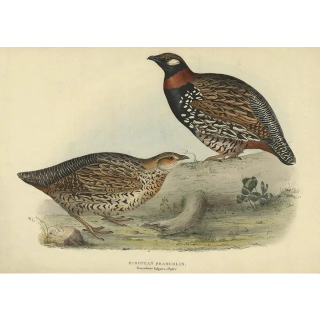 Black Francolin, 1832, Print For Sale - Image 6 of 6