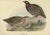 Black Francolin, 1832, Print For Sale - Image 6 of 6