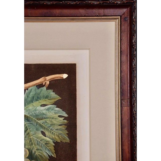 Brown White Hamburgh Grape: A Framed 19th C. Color Engraving by George Brookshaw , 1812 For Sale - Image 8 of 8