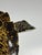 Realistic Plastic Turtle For Sale - Image 15 of 18