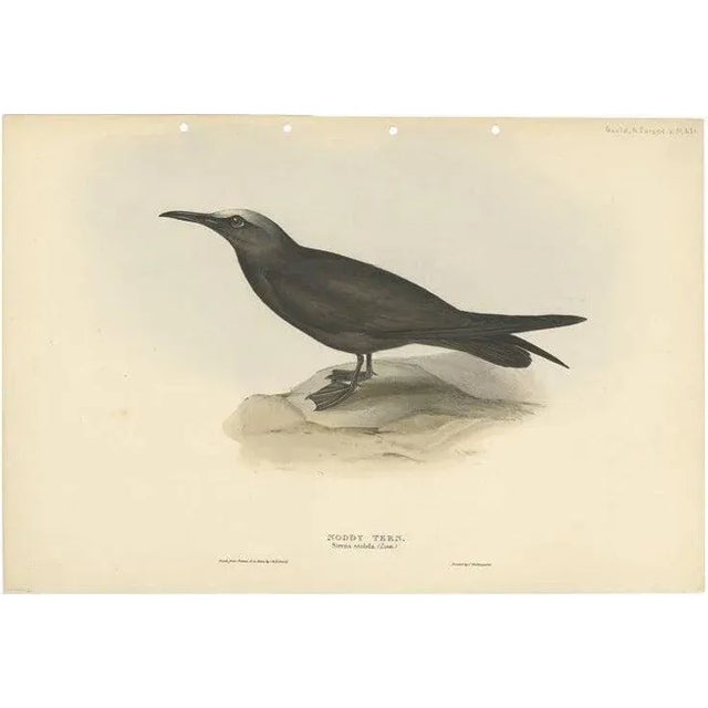 Early 19th Century John Gould, Graceful Noddy Tern, 1832, Paper For Sale - Image 5 of 5