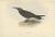 Early 19th Century John Gould, Graceful Noddy Tern, 1832, Paper For Sale - Image 5 of 5
