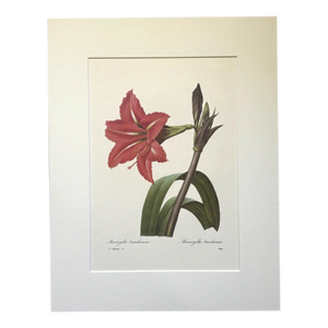 Vintage Pierre-Josephe Redouté Print in 14x18 Mat - Amaryllis bresilienne