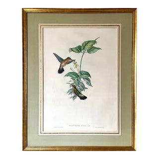 Antique Original John Gould Hummingbird Color Lithograph C.1861 of "Glaucis Melanura or Black Tail Hermit" For Sale