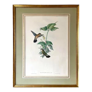Antique Original John Gould Hummingbird Color Lithograph C.1861 of "Glaucis Melanura or Black Tail Hermit"