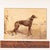 ABOUT A late-Victorian sporting memorabilia celebrates the greyhound "Black Fury," the historic winner of the 1898...