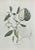 Lithograph hand watercolored. Plate from "Atlante di Botanica popolare ossia Illustrazione di Piante Notevoli di ogni...