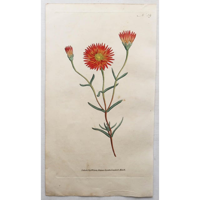 After Sowerby, Botanical Prints, 1793, Lithograph, Set of 12 For Sale - Image 3 of 14