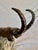 Metal 20th Century French Charles Reussner Bronze Ibex Sculpture For Sale - Image 7 of 12