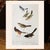 Longspur, Goldfinch, Sparrow, and Towhee After Audubon, 1966 Cottage Print For Sale In Dallas - Image 6 of 7