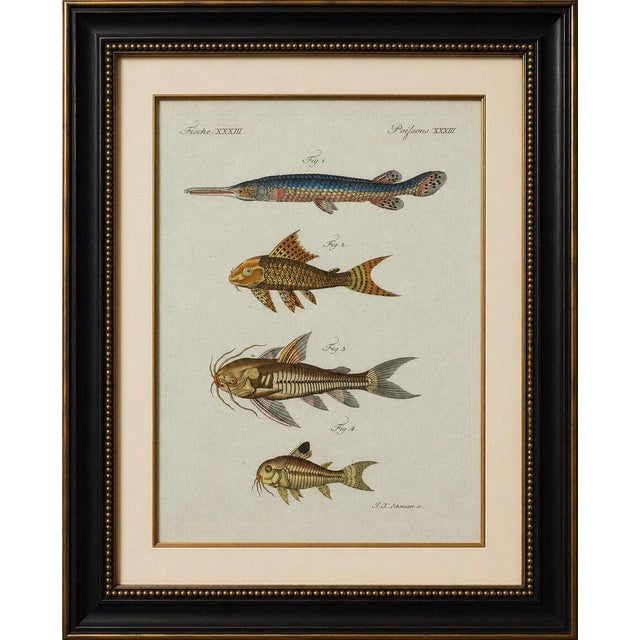 Original antique print of gar and exotic armored fish by bertuch, c. 1800 original antique hand-colored copper engraving...