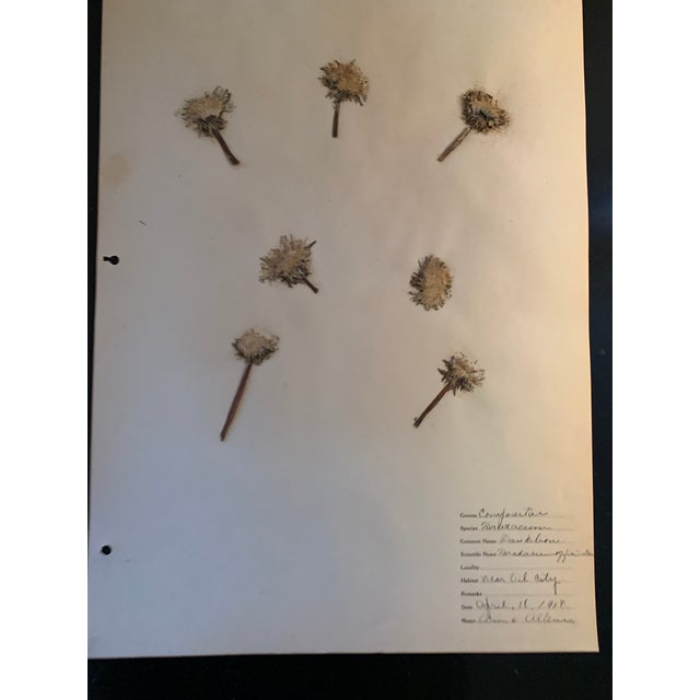 Brilliant example of a 1917 pressed flower completed for a Kentucky teachers certification in 1917.