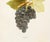 1900s U. P. Hedrick, Original Antique Photogravure of Champion Grapes For Sale - Image 4 of 7