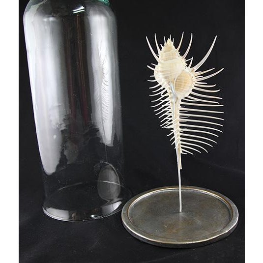 White Decorative Shell Murex Venus Comb With Glass Dome For Sale - Image 8 of 11