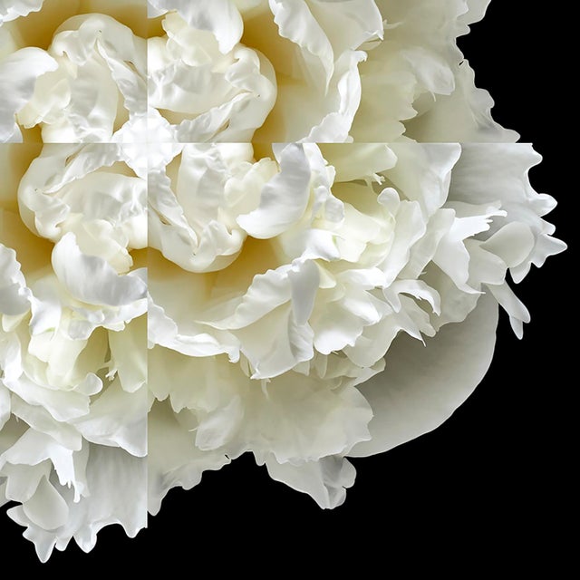 "Peony Collage 4" Contemporary Botanical Limited Edition Photograph For Sale - Image 4 of 5