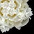 "Peony Collage 4" Contemporary Botanical Limited Edition Photograph For Sale - Image 4 of 5