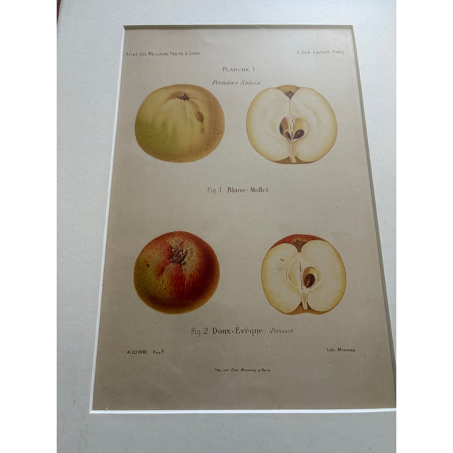 A set of 4 French hand colored engravings of apples. Each engraving is framed in an Italian burl wood frame. The...