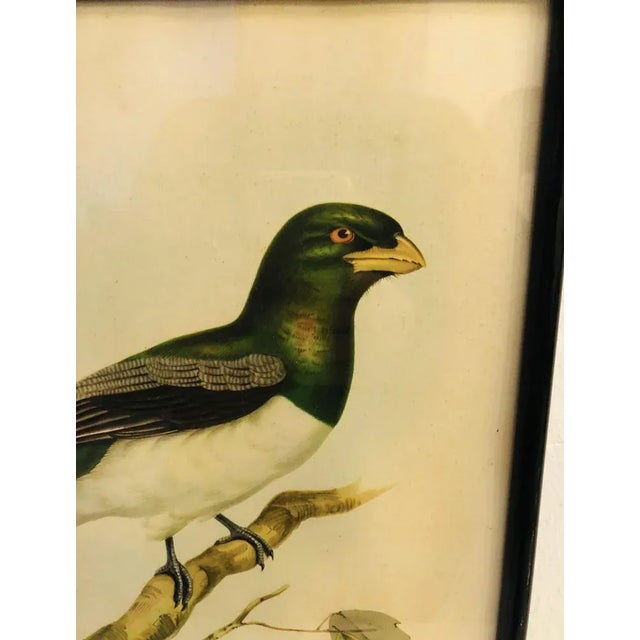 John Gould, Birds of Australia, 1800s, Lithograph, Framed For Sale - Image 4 of 7