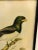 John Gould, Birds of Australia, 1800s, Lithograph, Framed For Sale - Image 4 of 7
