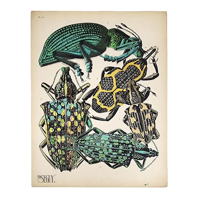 Original Seguy Insect From 1924 Antique Pochoir Plate #14 For Sale
