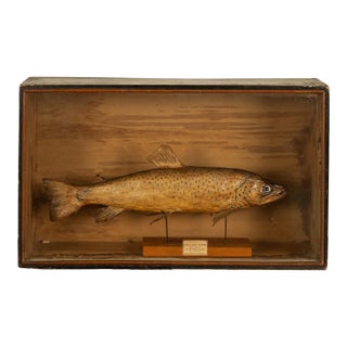Antique Victorian Taxidermy Brown Trout Display Case William Hope Scotland 1890 For Sale