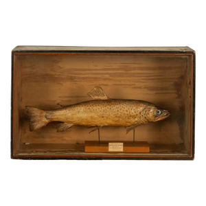 Antique Victorian Taxidermy Brown Trout Display Case William Hope Scotland 1890