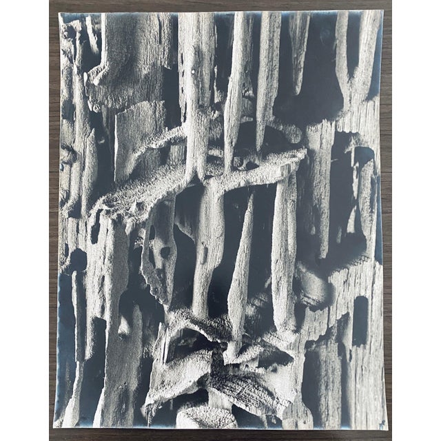 Mid 20th Century Andreas Feininger, American Photographer Nature Silver Gelatin Vintage Print For Sale - Image 5 of 5