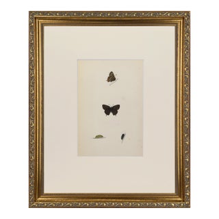 19th Century Antique Morris Butterfly Print Hand Colored Lithograph 1853 For Sale