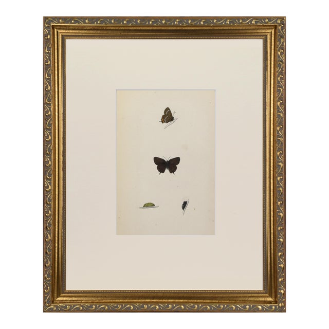 19th Century Antique Morris Butterfly Print Hand Colored Lithograph 1853 For Sale