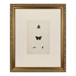 19th Century Antique Morris Butterfly Print Hand Colored Lithograph 1853