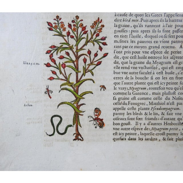 1653 Gerard Herbal Hand Colored Botanical Woodcut For Sale - Image 4 of 5