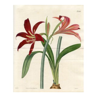 1822, Knight's Star Lily Botanical Print, Curtis's Botanical Magazine, Original Antique Botanical Print, Engraving, England For Sale