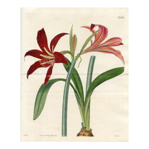 1822, Knight's Star Lily Botanical Print, Curtis's Botanical Magazine, Original Antique Botanical Print, Engraving, England