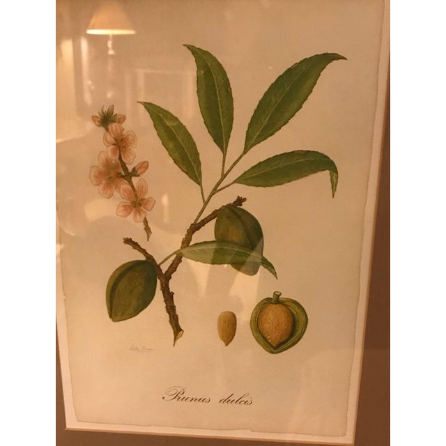 1930s Set of Seven Botanical Prints of Fruit Signed Peter Drafet For Sale In New York - Image 6 of 10