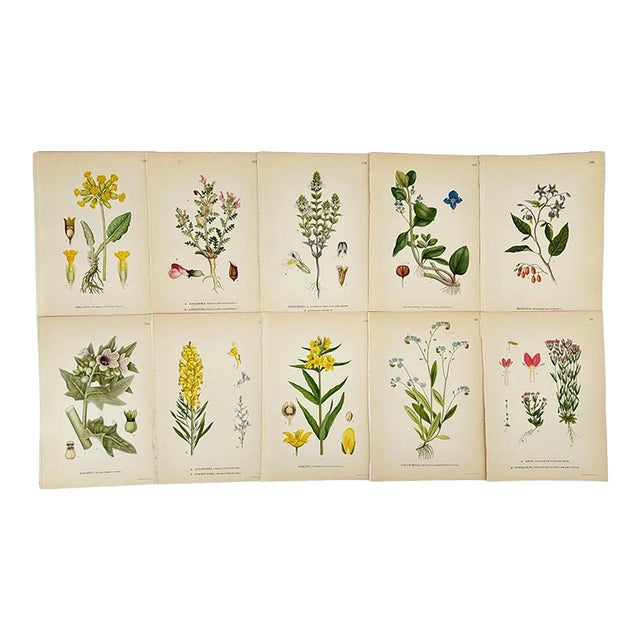 Antique Carl Lindman Botanical Color Lithographs, Sweden, 1901–1905, Set of 10 For Sale