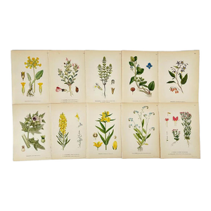 Antique Carl Lindman Botanical Color Lithographs, Sweden, 1901–1905, Set of 10