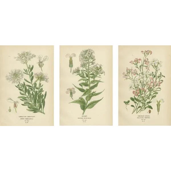 Late 19th Century E. Step, Ephemeral Blossoms: Flowers of Garden and Greenhouse, 1896, Print For Sale - Image 5 of 6