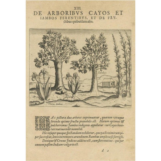 Exotic Flora of the Indies, 1601, Paper For Sale