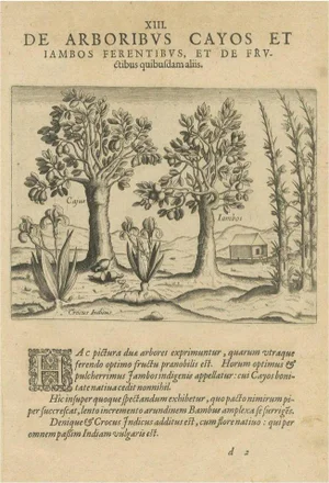Exotic Flora of the Indies, 1601, Paper