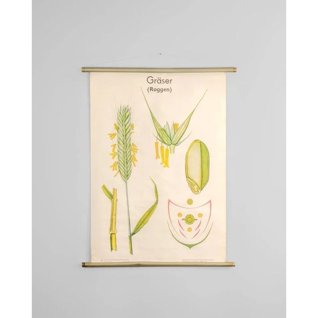 Beige Botanical Poster by Volk und Wissen Volkseigener Verlag, Germany, 1980s For Sale - Image 8 of 8