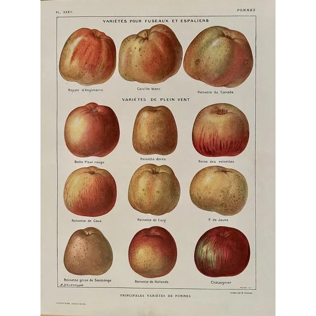 1920s Maurice Dessertenne, Apples, 1920, Lithographic Engraving For Sale - Image 5 of 5