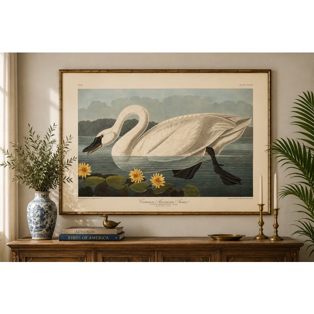 Common American Swan, Museum Style Audubon Bird Print, 24" X 16" For Sale In Buffalo - Image 6 of 10