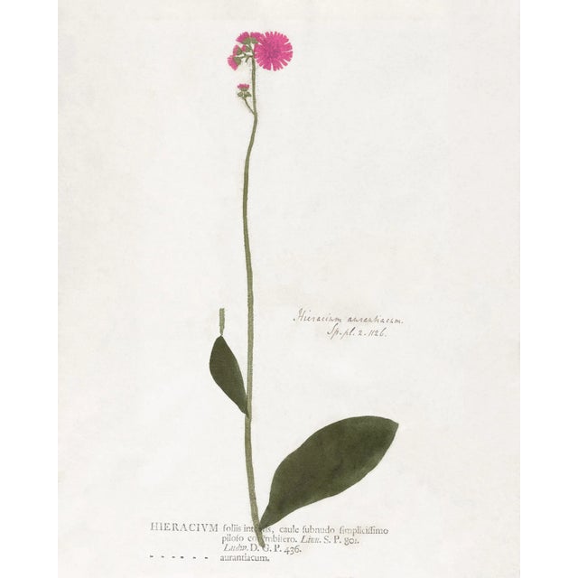 Antique Botanical Print Set of 6 With Pink Flowers - 24 X 30" For Sale - Image 4 of 8