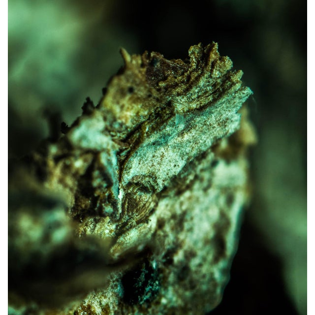 Early 21st Century Marko Milić, Viper, Abstract Photography For Sale - Image 5 of 6