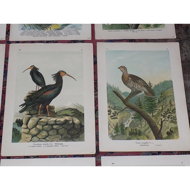 Late 19th Century Antique 19th Century Large Folio Bird Lithographs - Set of 12 For Sale - Image 5 of 9