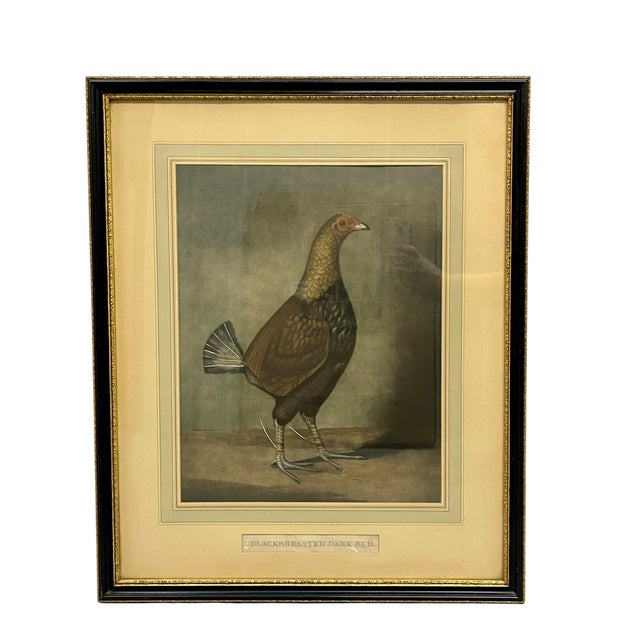 Bring timeless English country house style to your walls with this handsome pair of antique sporting bird hand colored...