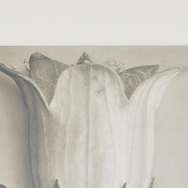Karl Blossfeldt, Black and White Botanical Image, 1942, Photogravure, Framed For Sale - Image 6 of 14
